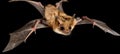 Graceful nocturnal bat soaring in the dark night sky, a majestic image of night flight Royalty Free Stock Photo