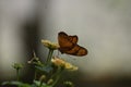 Graceful Orange Gulf Fritillary Butterfly In Nature