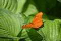 Graceful Orange Julia Butterfly sitting on leaves Royalty Free Stock Photo