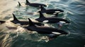 Graceful orcas glide through the placid waters