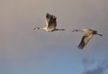 Graceful Pair of Sandhill Cranes in Flight in New Mexico Royalty Free Stock Photo