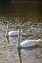 Graceful Pair of Swans on a Serene Pond Royalty Free Stock Photo