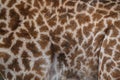 Graceful Patterns: Close-Up of Giraffe's Fur and Unique Pattern in Kenya Royalty Free Stock Photo