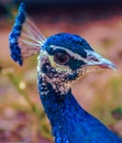 Graceful peacock. Royalty Free Stock Photo