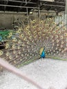 graceful peacock opened its tail