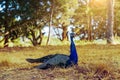 A graceful peacock Royalty Free Stock Photo