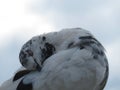 Graceful pigeon with closed eyes