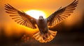 Graceful Pigeon Landing on Outstretched Hands against Breathtaking Sunrise, Sunset.