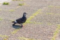 Graceful pigeon on a pavement