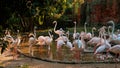 Graceful Pink Caribbean flamingos stand in a pond in Thailand open Zoo Park.