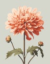 Graceful pink Chrysanthemum Blossom with Budding Buds and Delicate Foliage