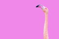 Graceful Pink Flamingo Neck and Head Close-up