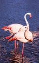 Graceful pink flamingos Royalty Free Stock Photo