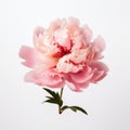 Graceful Pink Peony On White Background: A Winning Contest Entry