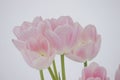 Graceful pink and white fragrant tulips.
