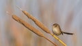 Graceful Prinia - Prinia gracilis