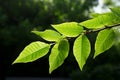 Graceful Queens tree leaves resemble single, offset elliptical or spear shaped