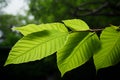 Graceful Queens tree leaves resemble single, offset elliptical or spear shaped