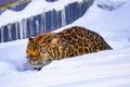 Amur leopard in a zoo, hid and hid in the snow