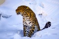 Amur leopard in a zoo, hid and hid in the snow