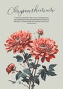 Graceful Red Chrysanthemum Blossom with Budding Buds and Lush Foliage