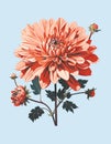 Graceful Red Chrysanthemum Blossom with Budding Buds and Lush Foliage.