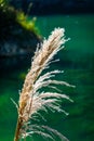 a graceful reed swaying gently in the breeze, set against a tranquil green backdrop Royalty Free Stock Photo