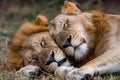 Graceful repose Brown lions reclining together on vibrant green grass