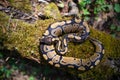 Graceful royal python on moss top view. Beautiful curves of the serpentine body. Royalty Free Stock Photo