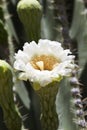 Graceful Saguaro Blossom Royalty Free Stock Photo