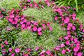 Graceful sandmat and impatiens neuguinea