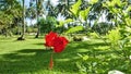 Graceful scarlet flower in a tropical garden.