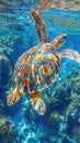 Graceful Sea Turtle Swimming in Ocean Royalty Free Stock Photo