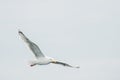 Graceful Seagull Gliding in Clear Blue Sky. Royalty Free Stock Photo