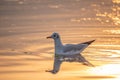 Graceful Seagull in the Golden Hour of Sunset