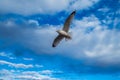 Graceful seagull in mid-flight against a backdrop of blue sky and fluffy white clouds Royalty Free Stock Photo
