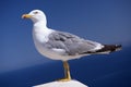 Graceful Seagull