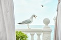 Graceful seagull stands on antique railing of hotel terrace