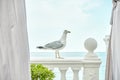 Graceful seagull stands on antique railing of hotel terrace