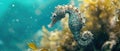 Graceful Seahorse Gliding Through The Turquoise Depths Of The Ocean