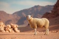 Graceful sheep thrives in the harshness of the desert environment Royalty Free Stock Photo