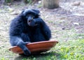 Siamang Gibbon (Symphalangus syndactylus) in Southeast Asia Royalty Free Stock Photo