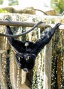 Siamang Gibbon (Symphalangus syndactylus) in Southeast Asia Royalty Free Stock Photo