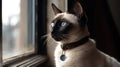 A Siamese cat perched on the windowsill watching birds outside created with Generative AI