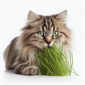 Graceful Siberian Cat Enjoying a Snack on a White Background. Perfect for Pet Lovers and Animal-Themed Designs.
