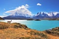 Graceful silhouette guanaco on the lake Pehoe