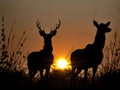 Antelopes Embracing the Serenity of sunset. Royalty Free Stock Photo