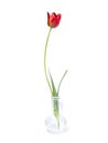 Graceful single tulip