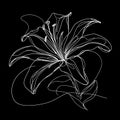 A graceful and slender white lily with elegant, elongated petals and a fragile stem is depicted in a simplistic sketch.