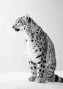 Graceful Snow Leopard. A Minimalistic Portrait of Wild Elegance. Generative AI Royalty Free Stock Photo